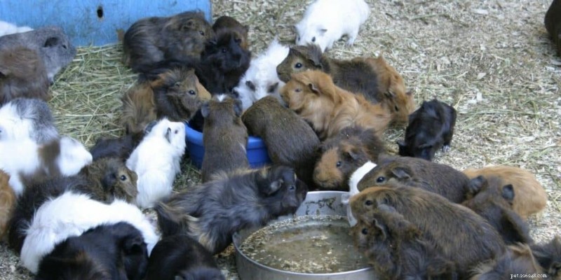 What Do You Call a Group of Guinea Pigs? Understanding Their Social Structure and Naming Conventions