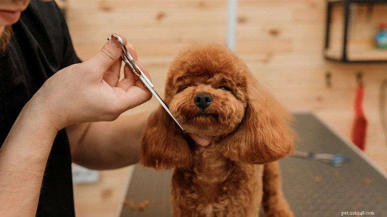 Golden Retriever Gives Silent Treatment After Grooming Appointment