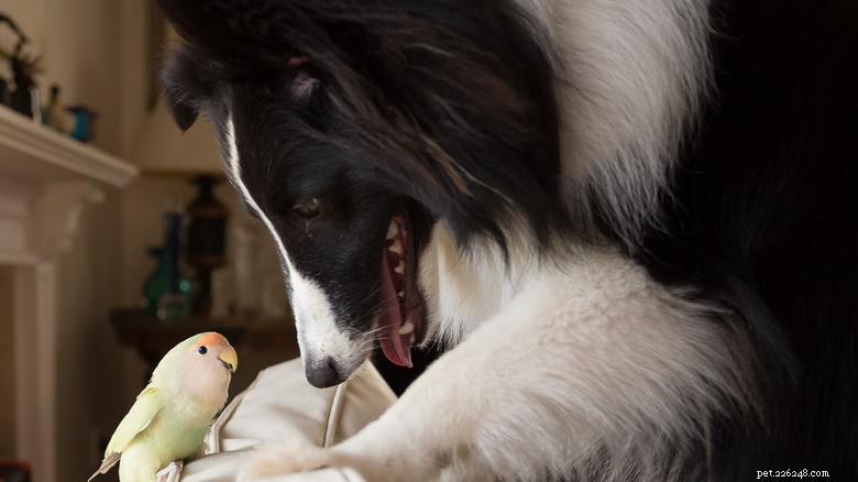 Golden Retriever Gently Babysits Kittens, Capturing Hearts Online