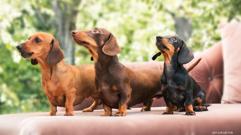 Mini Dachshund’s First Pool Swim Turns Into a Hilarious Mishap – Tips for Safe Water Fun