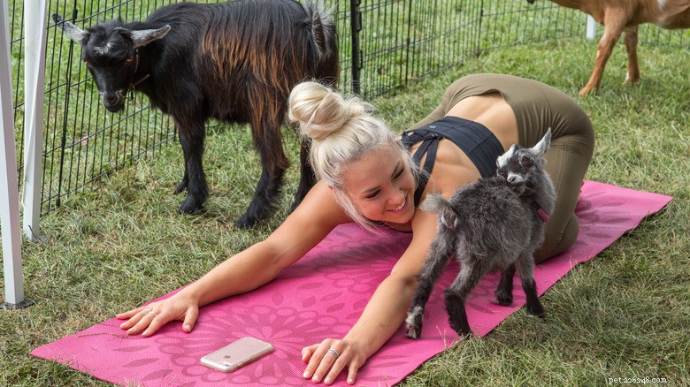 Golden Retriever Puppy Dozes Off During Yoga Class – A Delightful Moment