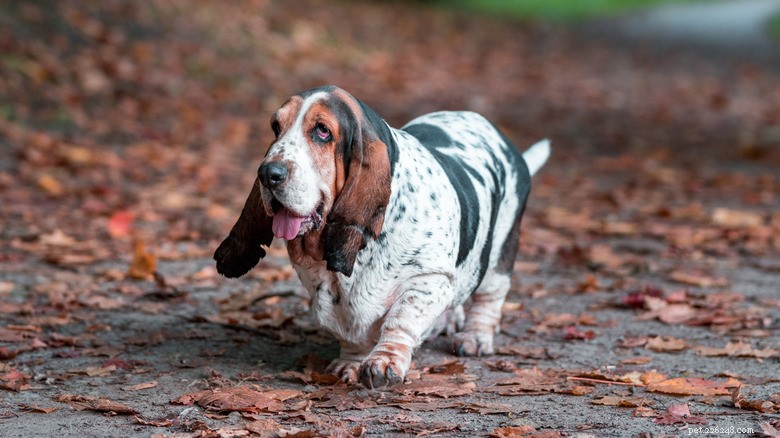 Basset Hound Intervenes When Puppy Brother Gets All the Attention
