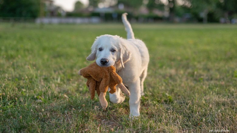 Six Dogs Caught Adoring Their Favorite Stuffed Toys