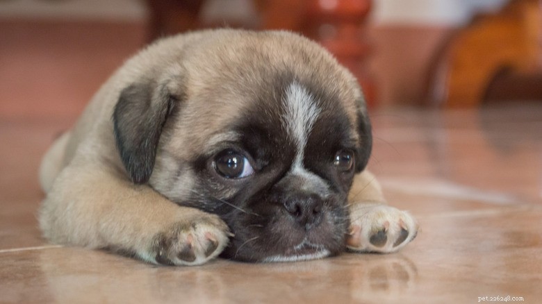 Tiny Pug’s First Starbucks Pup Cup Nearly Matches Her Size