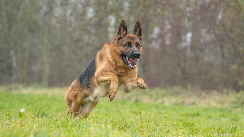 Why a Mother German Shepherd Fiercely Guards Her Puppies – Expert Insight