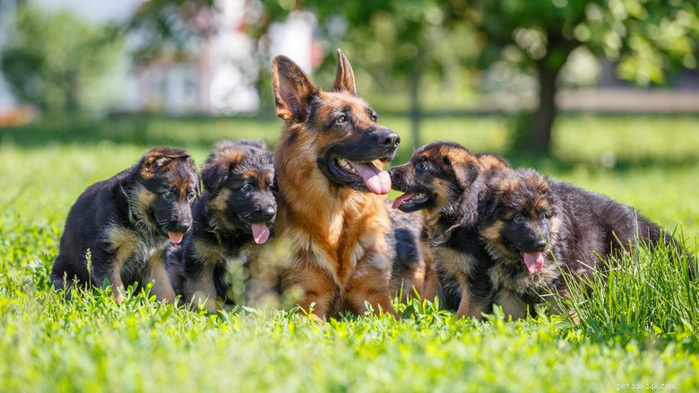 Why a Mother German Shepherd Fiercely Guards Her Puppies – Expert Insight