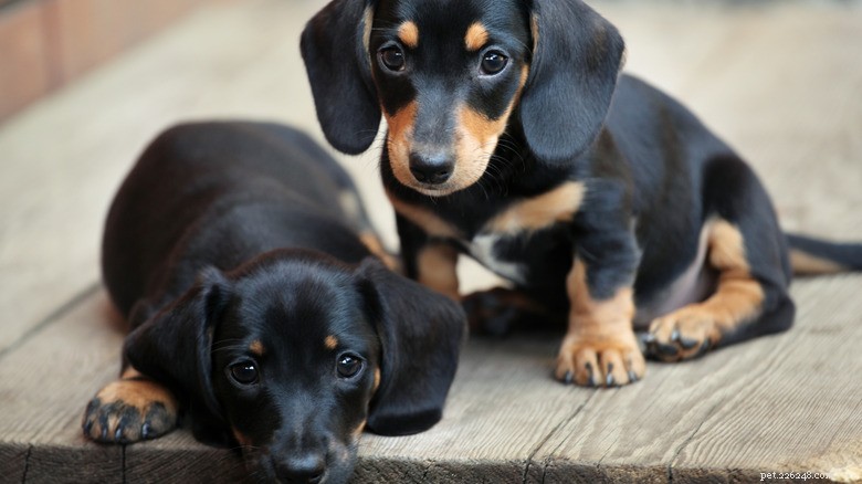 Mini Dachshunds Turn Playtime into Adorable Wrestling Matches