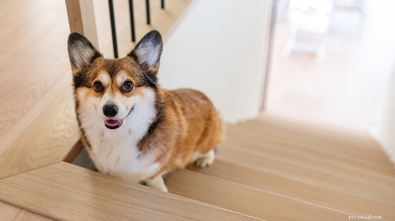 Rescue Dog Otis’s Short Legs Prompt His Dad to Carry Him Up and Down Stairs