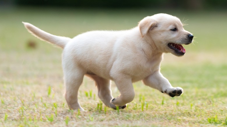 Yellow Labrador Puppy’s First Bark Packs a Punch, Topples Him in Viral TikTok Clip
