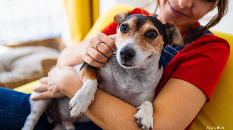 Boxer Poppy Relishes a Pampered Stay at Grandma’s Home – A Delightful Story