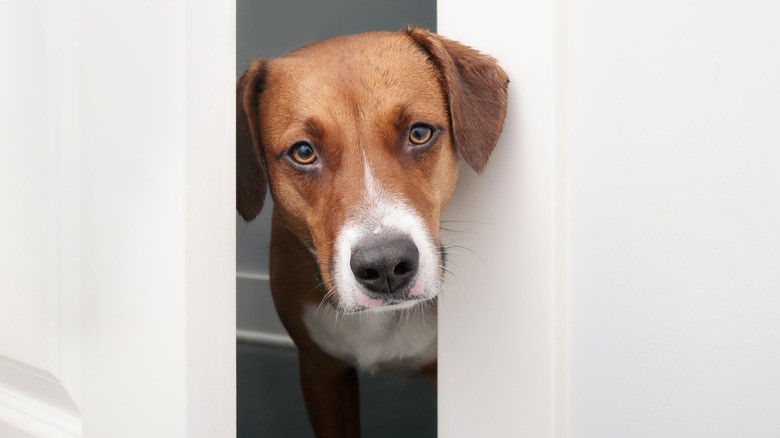 Heartbreaking Yet Hopeful: Senior Rescue Dachshund’s Separation Anxiety Highlights the Joys of Adopting Older Dogs