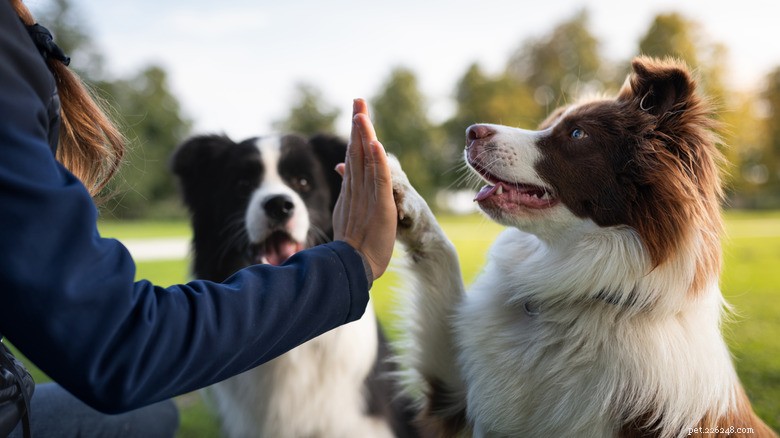 From the Calmest Litter Pup to a High‑Energy Adult: A Golden Retriever’s Unexpected Transformation