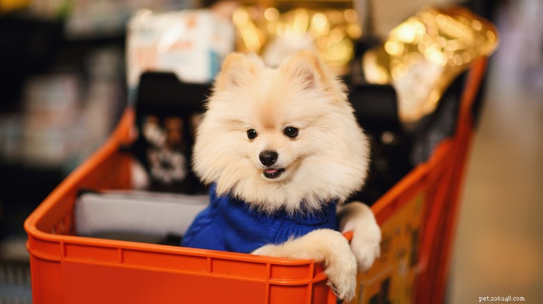 Toy Poodle Ejected from Trader Joe s for Barking, Remains Unfazed
