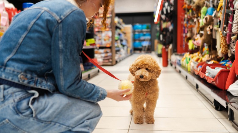 Dog Mom Lets Her Pup Explore the Pet Store Like a VIP Shopper