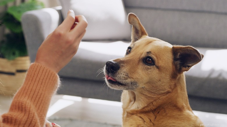 Mini Dachshund Ruby Dashes to Her Owner the Moment She Recognizes Her Name