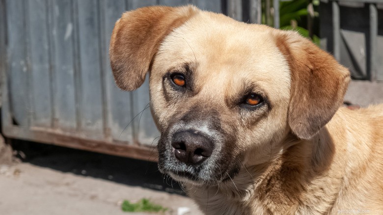 Rescued Golden Retriever ‘Birdie’ Transforms from Emaciated Stray to Radiant Companion