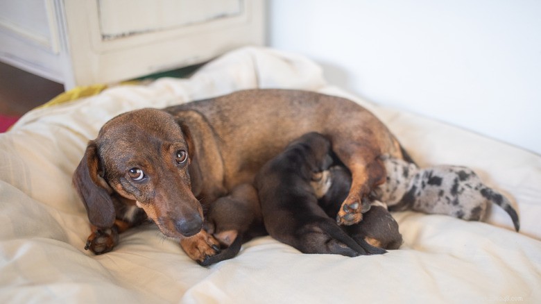 Adorable Dachshund Puppies Wiggle While Cuddling Their Mom