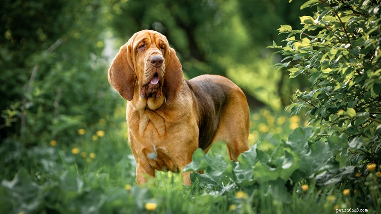 What Is ‘Trancing’ in Dogs? Why Some Pups Stare Beneath Curtains