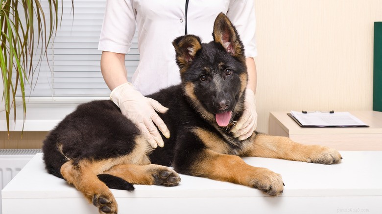 Rescued German Shepherd Mother and Puppy Show Unbreakable Bond After Heartworm Battle