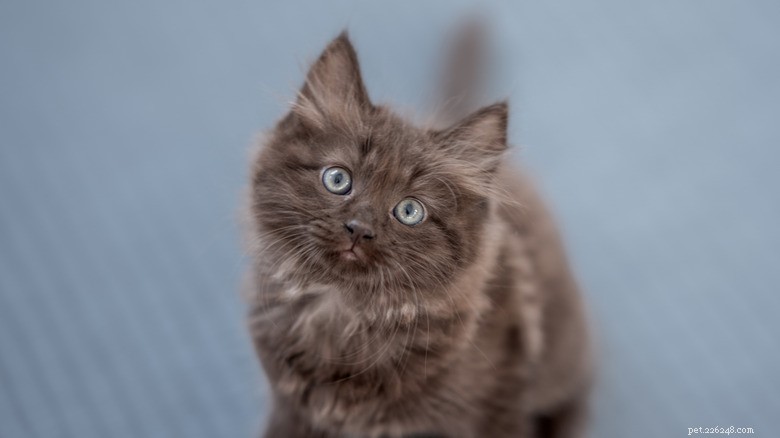 Rare Chocolate Ragdoll Cats: 6 Stunning Photos & Videos