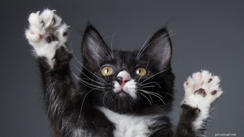 Rescued Two-Day-Old Kitten Finds a Surrogate Mother and Thrives