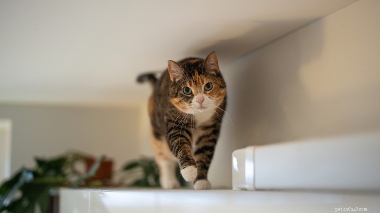Cat Escapes Near‑Fatal Fall; Experts Offer Tips for Safer Home Environments