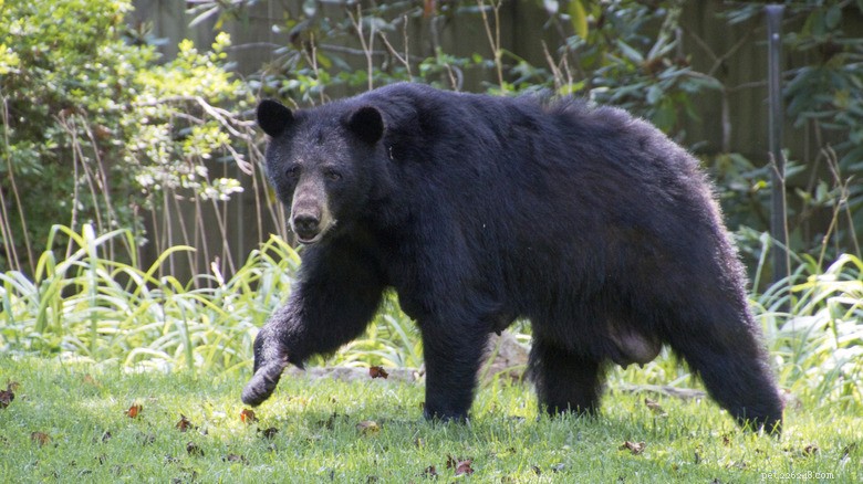 Brave House Cat Chases Black Bear Out of Backyard