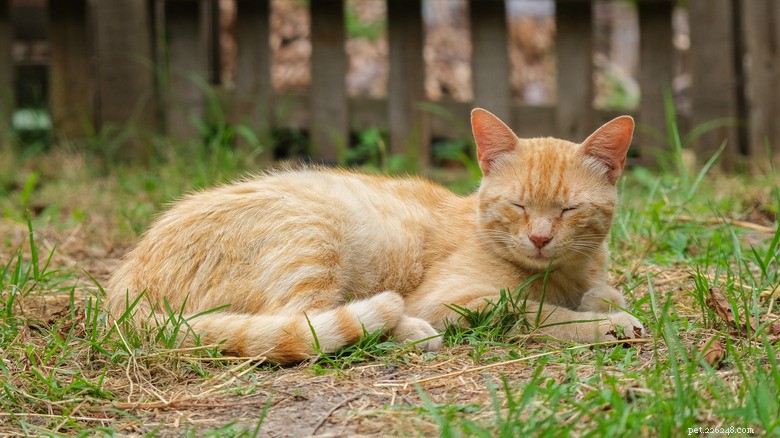 Ginger Cat Steals the Show During Romeo & Juliet Ballet in İzmir