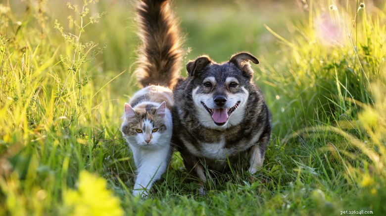 Golden Retriever Lola Bonds with New Kitten Fiona: A Heartwarming Inter‑Species Friendship
