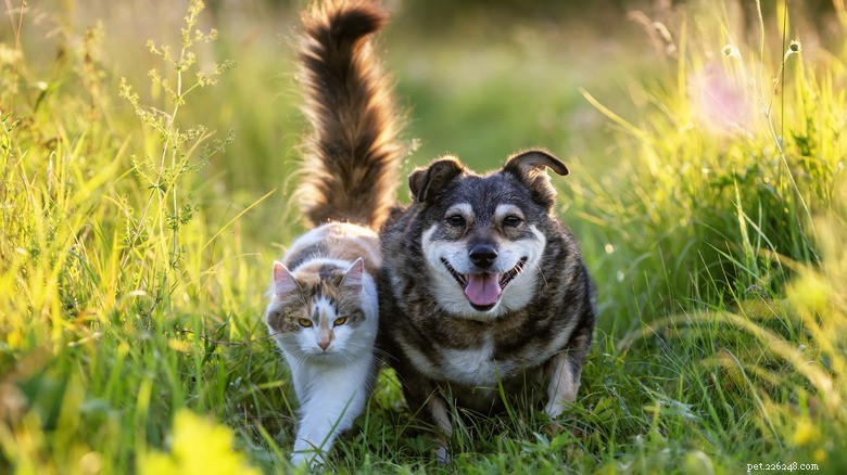 Playful Tabby Kitten Nibbles German Shepherd’s Ear in Heartwarming Video