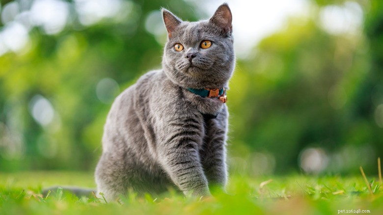 Brooklyn Stray  Daddy-O  Transforms from Neighborhood Legend to Beloved Family Pet