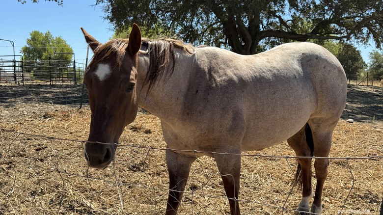 Gentle Horse Forms Heartwarming Bond with Farm Cat – A Sweet Inter‑Species Friendship