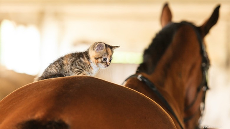 Gentle Horse Forms Heartwarming Bond with Farm Cat – A Sweet Inter‑Species Friendship