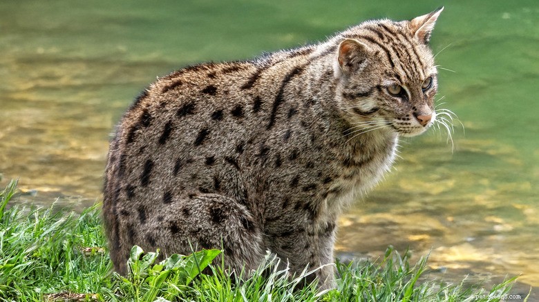 Fishing Cats: The Rare Water‑Loving Feline – Essential Facts & Conservation Insights