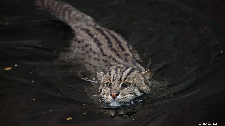 Fishing Cats: The Rare Water‑Loving Feline – Essential Facts & Conservation Insights
