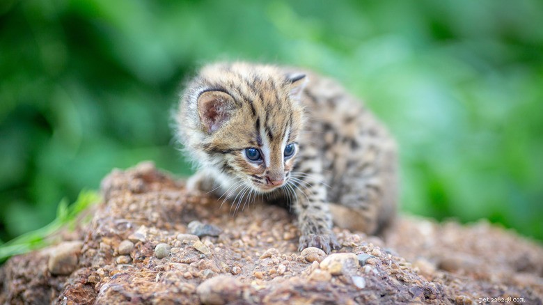 Fishing Cats: The Rare Water‑Loving Feline – Essential Facts & Conservation Insights