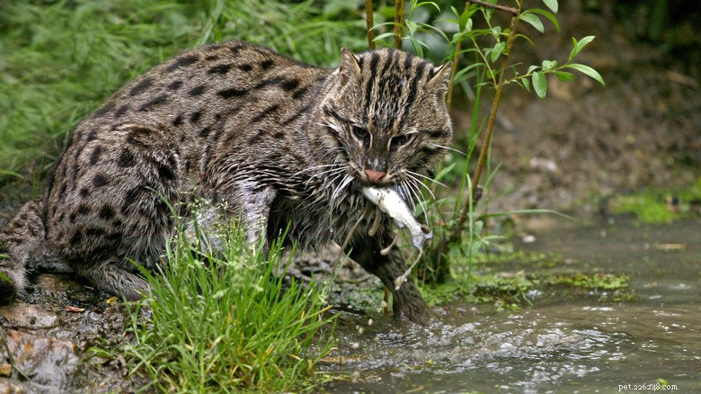 Fishing Cats: The Rare Water‑Loving Feline – Essential Facts & Conservation Insights