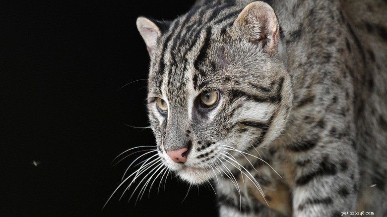 Fishing Cats: The Rare Water‑Loving Feline – Essential Facts & Conservation Insights