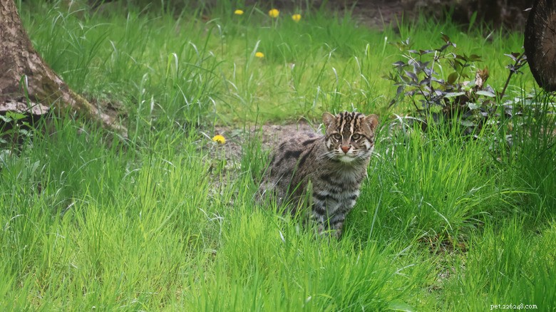 Fishing Cats: The Rare Water‑Loving Feline – Essential Facts & Conservation Insights