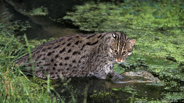 Fishing Cats: The Rare Water‑Loving Feline – Essential Facts & Conservation Insights
