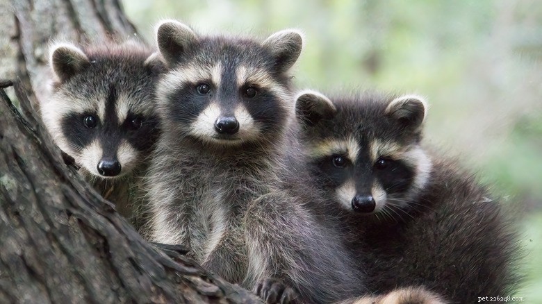 Mother Raccoon and Her Cubs Discover a Charming Tree Hollow in Central Park