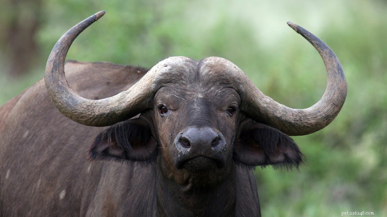 Adorable Cape Buffalo Calf Shows Off Prominent Bottom Teeth at Denver Zoo