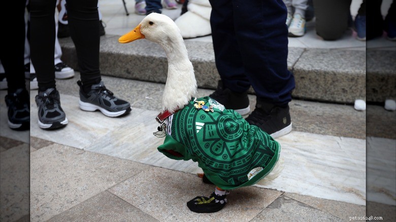 Six Internet‑Famous Animals That Have Won Hearts in 2026
