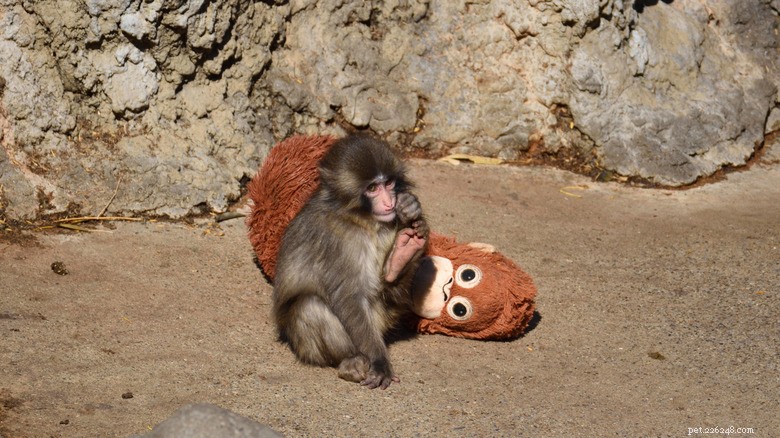 Six Internet‑Famous Animals That Have Won Hearts in 2026