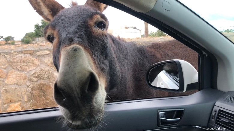 Escaped Donkey Causes Commotion on Morrilton, Arkansas Street