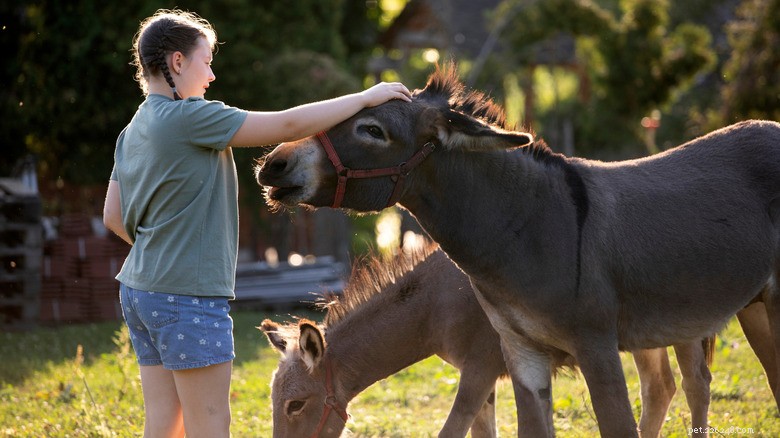 Escaped Donkey Causes Commotion on Morrilton, Arkansas Street