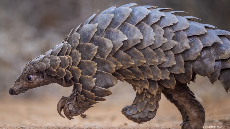 Brookfield Zoo Welcomes Newborn Pangolin, Advancing Conservation Efforts