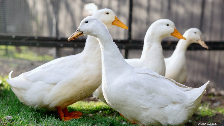 ‘Where Are They Taking Me?’: How Two Ducks Guided Their Owner to a Simple Backyard Solution