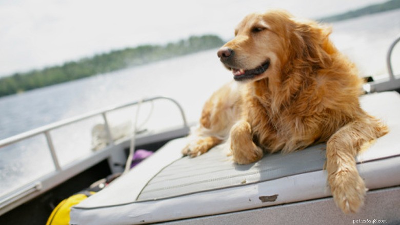 Golden Retriever Mix Meets Humpback Whales During Whale‑Watching Tour – A Curious Encounter