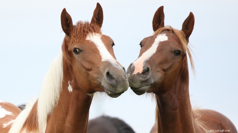 Rescued Mother‑Daughter Horses Cloud Dancer and Munchkin Thrive After Sanctuary Care